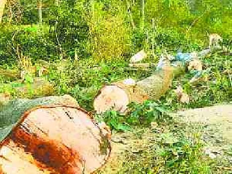 Green trees cut